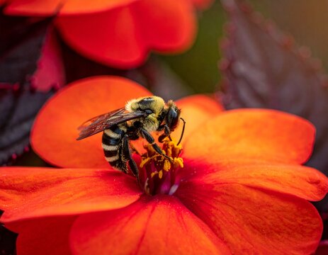bee on flower
