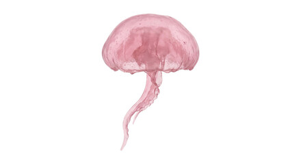 Translucent pink jellyfish with delicate flowing tentacles floats gracefully against a clean white background, showcasing its ethereal beauty © no one