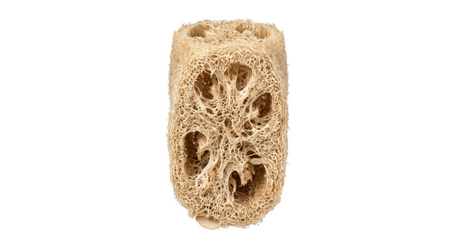 Natural dried loofah sponge, light brown and cylindrical, stands upright with visible fibrous texture on a clean white background
