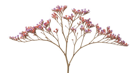 Fototapeta premium Delicate dried statice flower branch with tiny pink and purple blossoms, captured against a clean white background