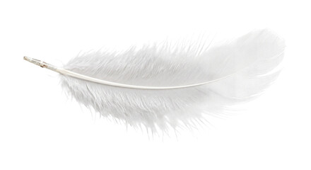 Delicate fluffy white feather with a visible quill, captured in a studio shot against a clean white background, highlighting its soft texture © no one