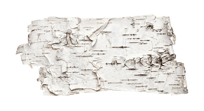 Piece of white birch bark with peeling layers and dark horizontal marks, isolated on a clean white background