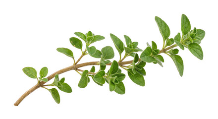 Fototapeta premium Fresh green oregano sprig with small fuzzy leaves and a brown stem, captured on a clean white background