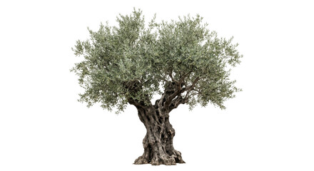 Obraz premium Ancient gnarled olive tree with lush green foliage stands majestically against a clean white background, showcasing its textured trunk and branches
