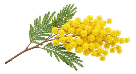 Obraz premium Vibrant yellow mimosa flowers with delicate green leaves on a branch, beautifully isolated against a clean white background