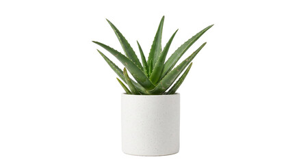 Obraz premium Vibrant green aloe vera plant with thick, spiky leaves sits in a simple white ceramic pot against a clean white background