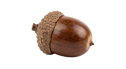 Single brown acorn with a textured cap is prominently displayed against a clean white background, showcasing its natural details © no one
