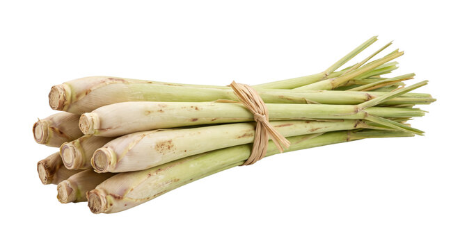 Fresh green lemongrass stalks are neatly bundled together with a natural raffia tie, presented on a clean white background