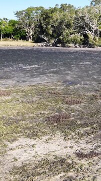Wetland Salt Flat Pan to Forest Treeline in Australia