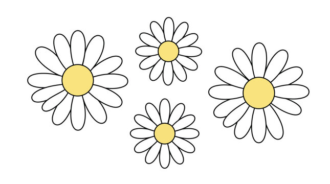 White daisies with yellow centers vector illustration featuring cute botanical elements and simple graphic design