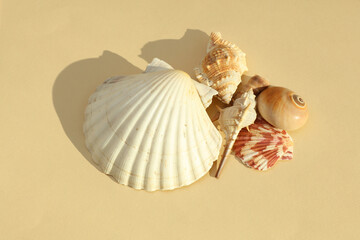 Seashells on beige background with natural sunlight. © splitov27