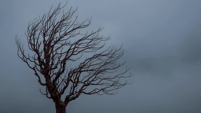 Lonely Silhouetted Tree with Bare Branches Against a Cloudy Gray Sky Creating a Moody Atmosphere