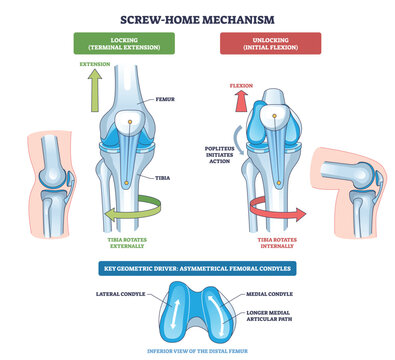 Screw-home mechanism illustrated, knee joint locking in extension and unlocking in flexion via tibial rotation, key parts are femur, tibia, popliteus. Outline diagram