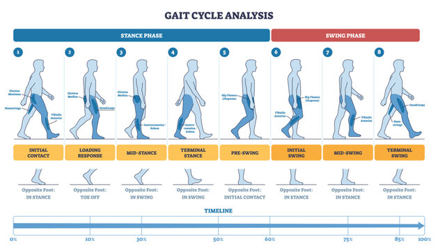 Gait cycle analysis outline of stance and swing phases with walking figures, key muscles, and a timeline from initial contact to terminal swing. Outline diagram
