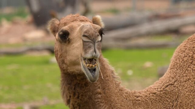 Dromedary Camel Chewing Food in Grassy Outdoor Enclosure