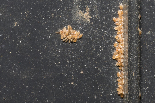 Phoretic mites deutonymphs clustering on dark surface