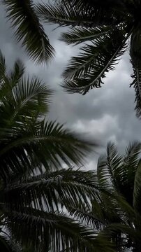 Overcast Sky with Dark Clouds Surrounded by Lush Palm Trees Creating a Moody Atmosphere