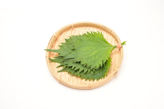 竹ザルに盛られた新鮮な大葉（白背景・青紫蘇・シソ・薬味・和食食材・香味野菜）