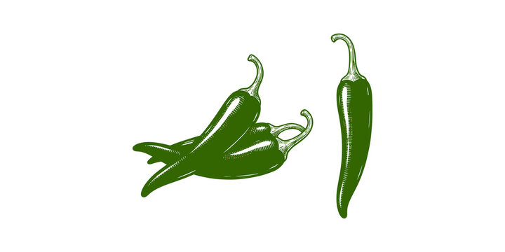 Fresh green chili pepper vegetable bundle and single piece illustration for culinary herb and spicy food branding.