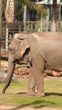 Asian Elephant Walking Across Enclosure in Safari Zoo