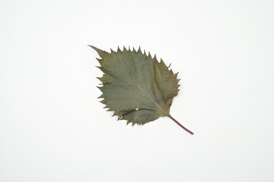 赤紫蘇の葉1枚（白背景・赤ジソ・赤しそ・梅干し・薬膳・アイソレート・切り抜き可）