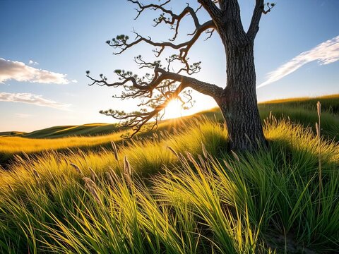 Golden sunlight illuminates lush grass at the base of a towering tree amidst the dune landscape in Norderney, East Frisia, Germany, tree, outdoors