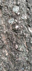 Fototapeta premium Hard Wood Surface Texture of a Mango Tree Trunk