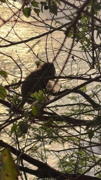 A monkey sits on a branch surrounded by green leaves. The background features a shimmering body of water reflecting sunlight.
