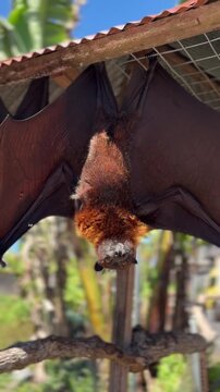 A large brown bat hangs upside down from a wooden structure. The bat has a furry body and large wings, surrounded by greenery in a sunny environment.