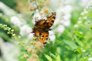 Macro of a large tortoiseshell butterfly (Nymphalis xanthomelas) with damaged wings feeding on nectar from white Spiraea flowers in a sunny summer garden. © marinasokolchik