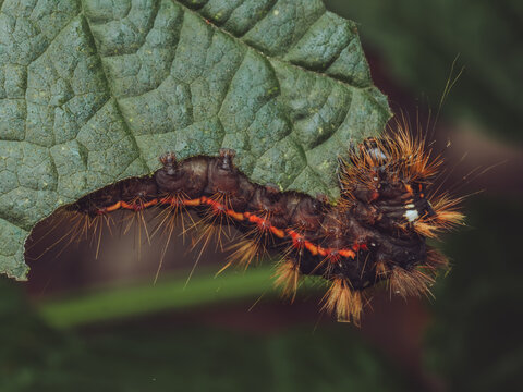 A close-up of Knot Grass moth caterpillar 'Acronicta rumicis' feeding on Blackberry leaves