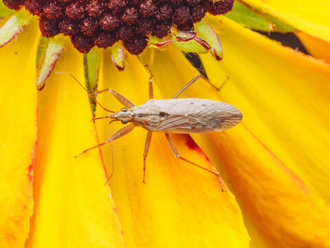 A Field Damsel Bug 'Nabis ferus' resting on a yellow flower