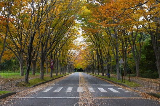 Golden zelkova tree tunnel over a quiet road durin