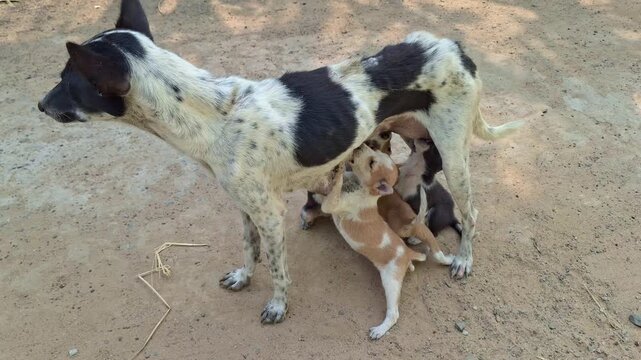 Street Dog Standing and Feeding Small Puppies Milk