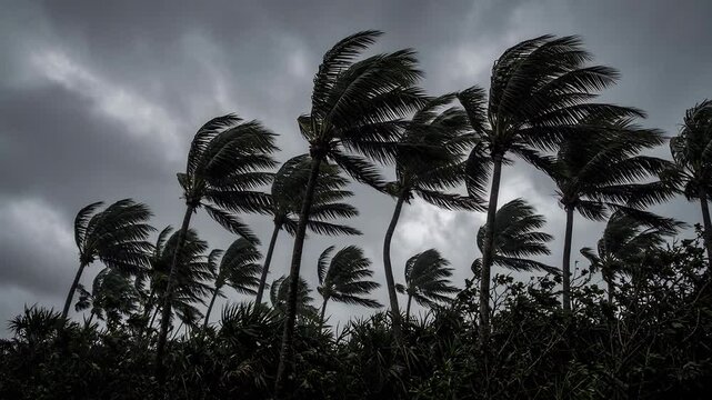 Silhouetted Palm Trees Swaying In Strong Winds Against Dark Stormy Sky