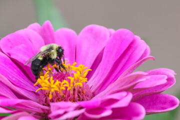 Bumblebee collecting nectar on bright pink zinnia flower © SNEHIT PHOTO