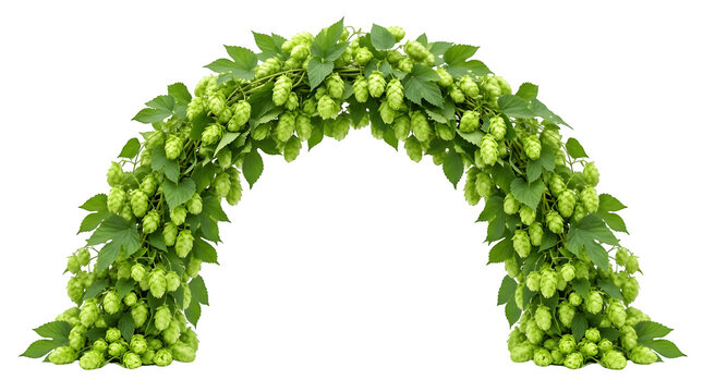 Arch shaped frame made of green hop cones and leaves isolated on transparent background