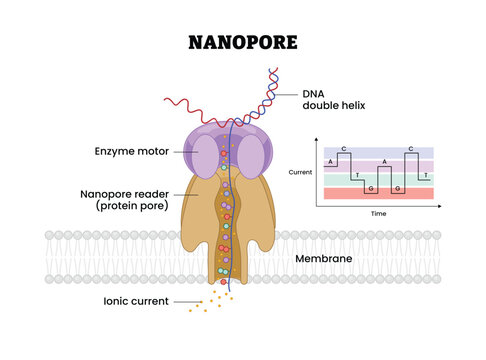 Nanopore Sequencing, labeled diagram, educational molecular biology poster design, DNA double helix, nanopore reader enzyme motor protein pore ionic current membrane DNA analysis sequencing technology