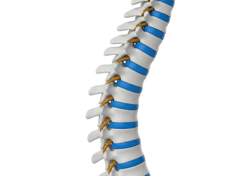 Human spine model with highlighted discs isolated on white background