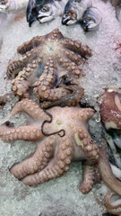 Whole Octopus Displayed on Ice at a Seafood Counter © Niko