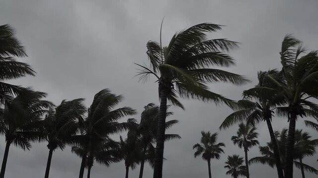 Tall Palm Trees Swaying in Strong Winds Under Stormy Gray Sky