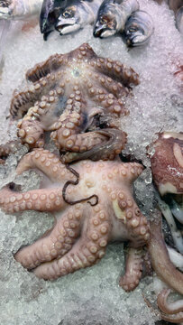 Whole Octopus Displayed on Ice at a Seafood Counter