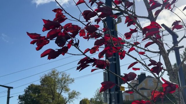 Deep Red Leaves of an Ornamental Tree Against Blue Sky