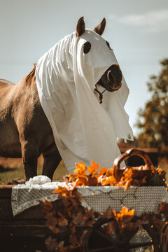 Halloween Ghost Horse in Autumn with Decorations photoshoot
