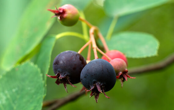 Dark-ripe Irga is a medium&mdash;sized shrub from the Rosaceae family, growing on branches covered with foliage. Edible fruits on a fruiting shrub. Berry picking and seasonal products. Botanical review and 