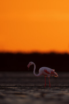 Greater flamingo (Phoenicopterus roseus) in the orange glowing backlight of the setting sun, standing in a lagoon in the Camargue, France.