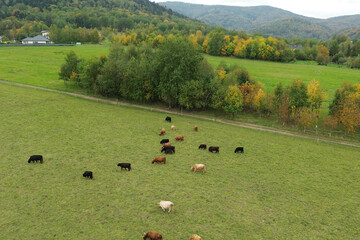 Cows grazing in an open field. © AlexGo
