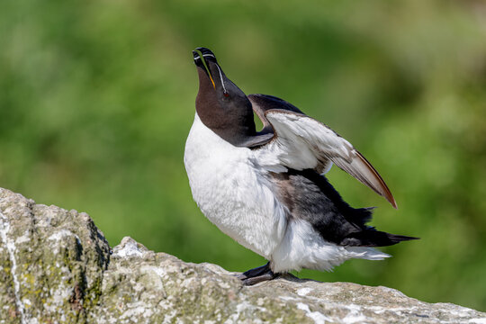 Razorbill (Alca torda) on the cliffs of Lunga in the Treshnish Isles in Scotland.