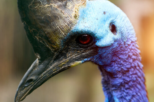 Southern cassowary showing rough casque texture