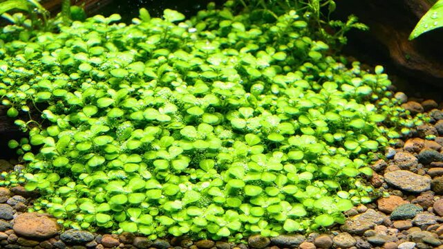 Lush green aquatic plant carpet with small leaves and pebbles on the substrate